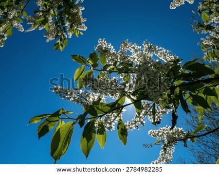 Prunus padus, Hackberry tree blooming, Finland