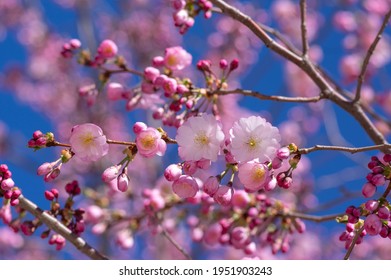 64 imágenes de Prunus floribunda - Imágenes, fotos y vectores de stock |  Shutterstock