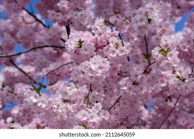 64 imágenes de Prunus floribunda - Imágenes, fotos y vectores de stock |  Shutterstock