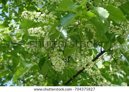 Similar – Foto Bild Frühlingsblüten Blüte