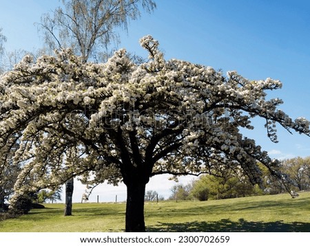 Prunus serrulata 'Shirotae'. Japanese flowering Cherry tree with vase-shaped crown and horizontally spreading brown branches covered of double white fragrant flowers 
