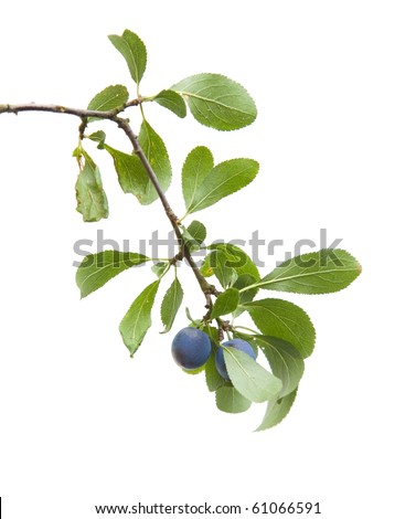 Prunus spinosa (blackthorn; sloe) small branch with berries isolated on white background