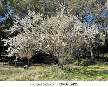 Prunus Spinosa, Called Blackthorn Or Sloe, Is A Species Of Flowering Plant In The Rose Family Rosaceae. The Fruits Are Used To Make Sloe Gin In Britain And Patxaran In Basque Regions. 