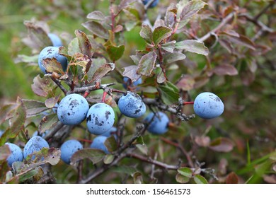 Prunus Spinosa With Ripe Fruit