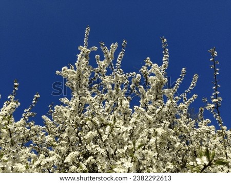 Prunus spinosa (Sloe) growing as a hedge in flower in spring on a sunny day