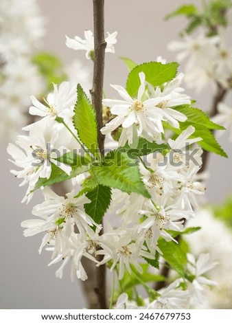 Prunus 'Starlight' - White flowered Cherry blossom 