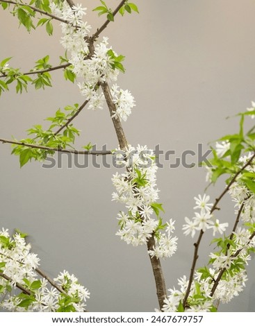 Prunus 'Starlight' - White flowered Cherry blossom 