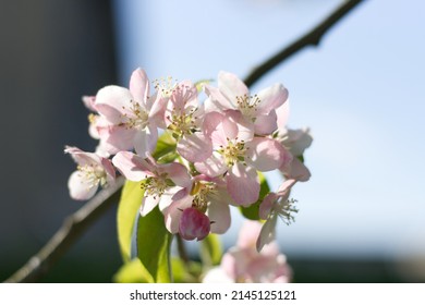 Prunus Subg. Cerasus In Sunshine