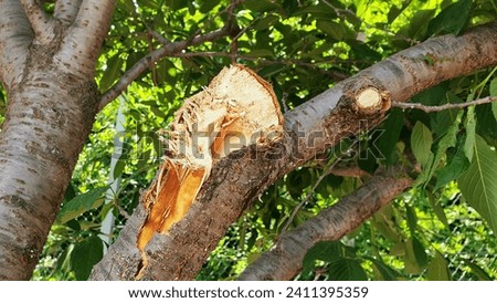 A 'Prunus' that has suffered irreversible damage.