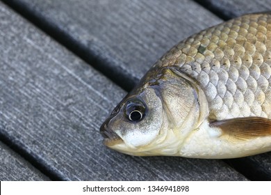 Prussian Carp, Silver Prussian Carp Or Gibel Carp, Carassius Gibelio, A Harmful Invasive Species