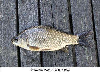 Prussian Carp, Silver Prussian Carp Or Gibel Carp, Carassius Gibelio, A Harmful Invasive Species