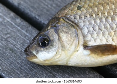 Prussian Carp, Silver Prussian Carp Or Gibel Carp, Carassius Gibelio, A Harmful Invasive Species