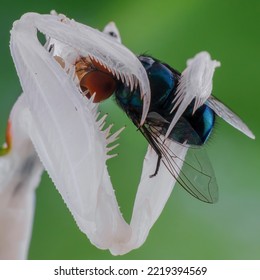 prying Mantis when eating a fly