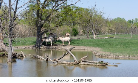 Przevalsky Horses Graze In The Hortobágy National Park