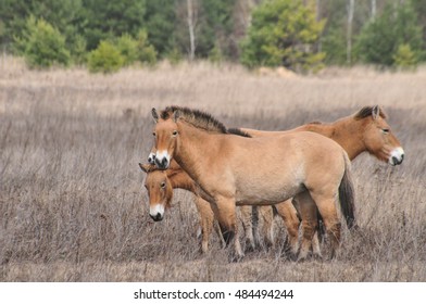 Przewalski Horses Chernobyl Exclusion Zone Stock Photo 484494244 ...