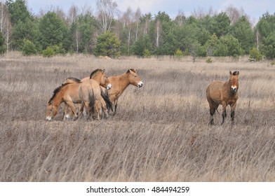 Przewalski Horses Chernobyl Exclusion Zone Stock Photo 484494259 