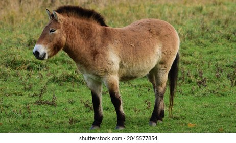 Przewalski's Horse (Equus Ferus Przewalskii)