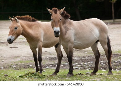 Przewalski's Horse (Equus Ferus Przewalskii), Also Known As The Asian Wild Horse. 