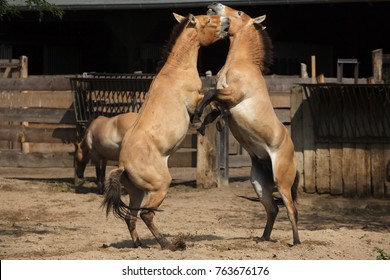 Przewalski's Horse (Equus Ferus Przewalskii), Also Known As The Asian Wild Horse. 