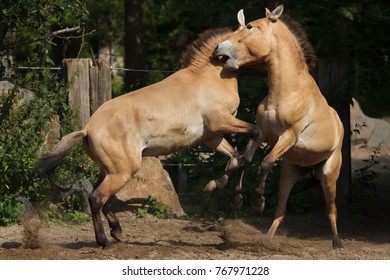 Przewalski's Horse (Equus Ferus Przewalskii), Also Known As The Asian Wild Horse. 