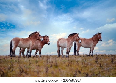 Przewalski's Horse with magical evening sky, nature habitat in Mongolia. Horse in stepee grass. Wildlife Mongolia. Equus ferus przewalskii. Hustai National Park with rare wild horses. Nature in Asia.