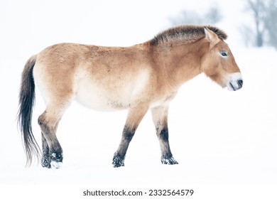 Przewalski's horse on snow in white landscape with trees in the background. Mongolian wild horse in nature habitat. Winter nature art. Dzungarian horse. Equus ferus przewalskii.