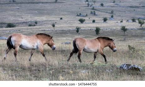 Przewalski's Horses At Liberty On The Causse Méjean, Lozère