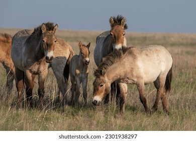 Przewalski's horses (Mongolian wild horses). A rare and endangered horse originally native to the steppes of Central Asia. Reintroduced at the steppes of South Ural