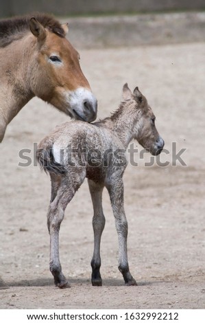 Przewalski's Horses, Takhi, Asian Wild Horses, Mongolian Wild Horses (Equus ferus przewalskii), newborn foal