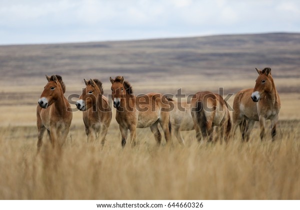 Przewalskis Wild Horse Steppes Southern Russia Stock Photo (Edit Now ...