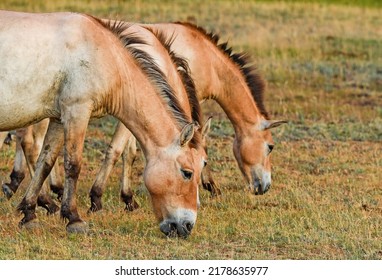 Przewalsky Horse In Hortobagy Hungary