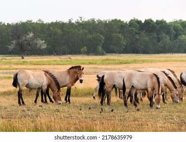 Przewalsky Horse In Hortobagy Hungary