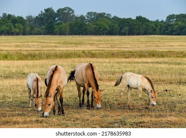 Przewalsky Horse In Hortobagy Hungary