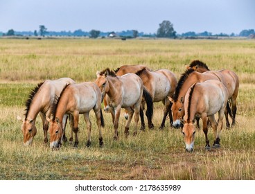 Przewalsky Horse In Hortobagy Hungary