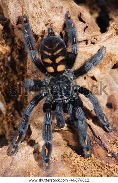 Psalmopoeus Irminia Spider On Branch Stock Photo (edit Now) 46676812