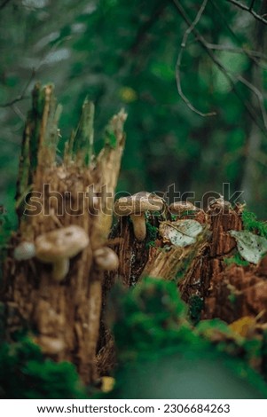 Psathyrella candolleana, group of mushrooms growing on the tree.
