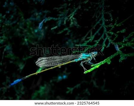 Pseudagrion decorum,elegant sprite or three striped blue dart,is a species of damselfly in the family Coenagrionidae. It is found in many tropical Asian countries.
