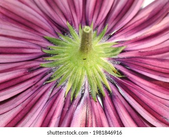 Pseudanthium Underside Composite Daisy Flower Detail