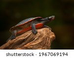 Pseudemys rubriventris, turtle in the nature habitat. Red Northern American red-bellied turtle on the tree trunk in the river. Turtle in the nature habitat. 