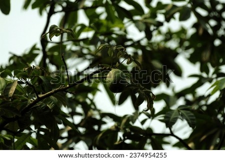 Pseudobombax ellipticum, commonly called shaving-brush tree, is a small to medium sized, deciduous flowering tree. 