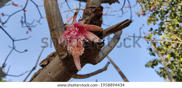 Pseudobombax ellipticum\
(shaving brush tree, Dr Seuss tree or amapolla tree) flowers on\
tree in the park