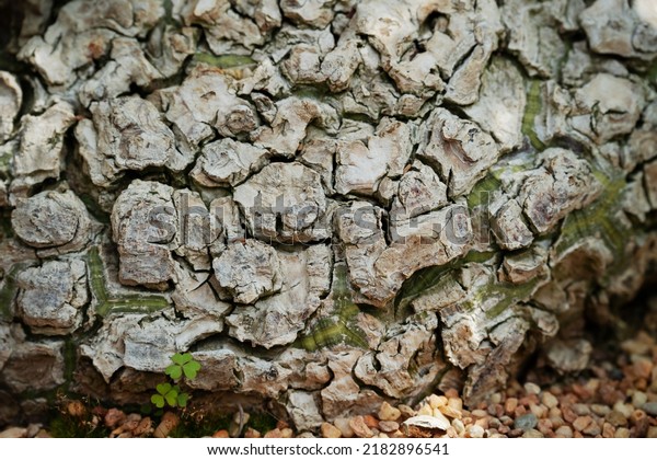 Pseudobombax Ellipticum\
(Shaving Brush Tree) stem close up. Woody cracking texture\
caudiciform plant\
stem