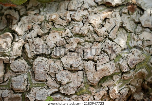 Pseudobombax Ellipticum
(Shaving Brush Tree) stem close up. Woody cracking texture
caudiciform plant
stem