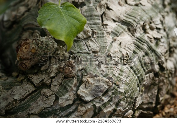 Pseudobombax Ellipticum\
(Shaving Brush Tree) stem close up. Woody cracking texture\
caudiciform plant\
stem