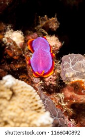 Pseudoceros Ferrugineus Fuchsia Flatworm Marine Flatworm Stock Photo