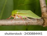 Pseudoips prasinana or green silver-lines moth imago walking on thin branch of deciduous tree