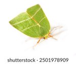 Pseudoips prasinana, green silver-lines moth isolated on white