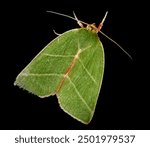 Pseudoips prasinana, green silver-lines moth isolated on black