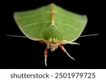 Pseudoips prasinana, green silver-lines moth isolated on black