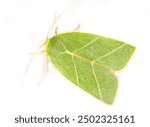 Pseudoips prasinana, green silver-lines moth isolated on white